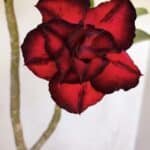 Planta Dobrada 3322 – 35cm – 03 anos