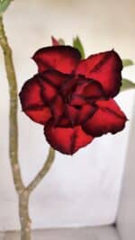 Planta Dobrada 3322 – 35cm – 03 anos