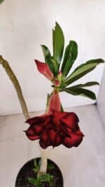 Planta Dobrada 3322 – 35cm – 03 anos - Imagem 4