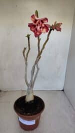 Planta Dobrada 3323 – 35cm – 03 anos - Imagem 2