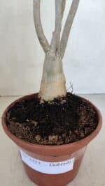 Planta Dobrada 3323 – 35cm – 03 anos - Imagem 7