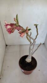 Planta Dobrada 3323 – 35cm – 03 anos - Imagem 6