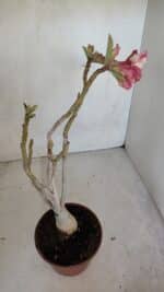 Planta Dobrada 3323 – 35cm – 03 anos - Imagem 5