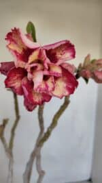 Planta Dobrada 3323 – 35cm – 03 anos