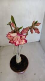 Planta Dobrada 3323 – 35cm – 03 anos - Imagem 4