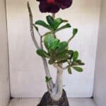 Planta Dobrada 3324 – 40cm – 03 anos