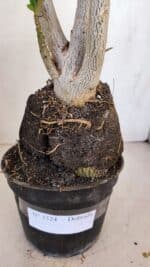 Planta Dobrada 3324 – 40cm – 03 anos - Imagem 6