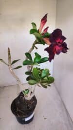 Planta Dobrada 3324 – 40cm – 03 anos - Imagem 4