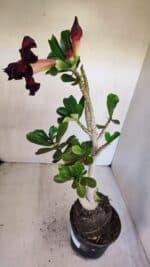 Planta Dobrada 3324 – 40cm – 03 anos - Imagem 5