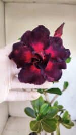 Planta Dobrada 3324 – 40cm – 03 anos - Imagem 3