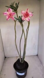 Planta Dobrada 3325 – 35cm – 03 anos - Imagem 2