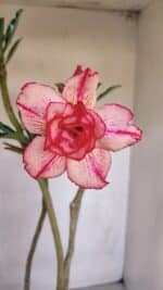 Planta Dobrada 3325 – 35cm – 03 anos