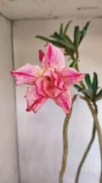 Planta Dobrada 3325 – 35cm – 03 anos - Imagem 5