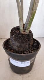 Planta Dobrada 3325 – 35cm – 03 anos - Imagem 8