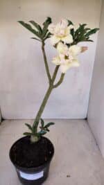 Planta Dobrada 3326 – 35cm – 03 anos - Imagem 2