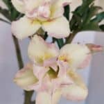 Planta Dobrada 3326 – 35cm – 03 anos