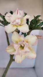 Planta Dobrada 3326 – 35cm – 03 anos