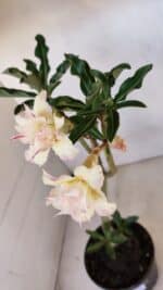 Planta Dobrada 3326 – 35cm – 03 anos - Imagem 4