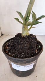 Planta Dobrada 3326 – 35cm – 03 anos - Imagem 7