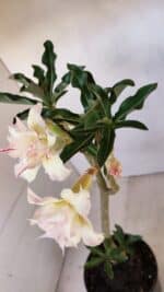 Planta Dobrada 3326 – 35cm – 03 anos - Imagem 6