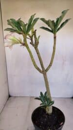 Planta Dobrada 3326 – 35cm – 03 anos - Imagem 5