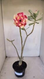 Planta Dobrada 3327 – 35cm – 03 anos - Imagem 2