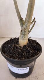 Planta Dobrada 3327 – 35cm – 03 anos - Imagem 9