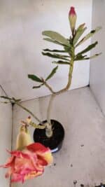 Planta Dobrada 3327 – 35cm – 03 anos - Imagem 8