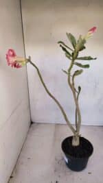 Planta Dobrada 3327 – 35cm – 03 anos - Imagem 7