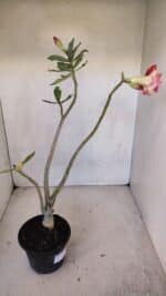 Planta Dobrada 3327 – 35cm – 03 anos - Imagem 6