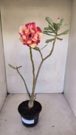 Planta Dobrada 3327 – 35cm – 03 anos - Imagem 5