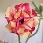 Planta Dobrada 3327 – 35cm – 03 anos