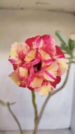 Planta Dobrada 3327 – 35cm – 03 anos