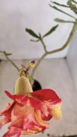 Planta Dobrada 3327 – 35cm – 03 anos - Imagem 4