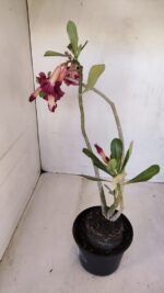 Planta Dobrada 3328 – 35cm – 03 anos - Imagem 9