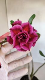 Planta Dobrada 3328 – 35cm – 03 anos - Imagem 6