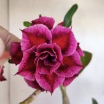 Planta Dobrada 3328 – 35cm – 03 anos