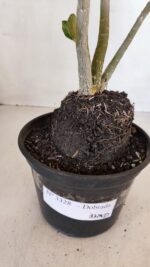 Planta Dobrada 3328 – 35cm – 03 anos - Imagem 8