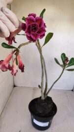 Planta Dobrada 3328 – 35cm – 03 anos - Imagem 2