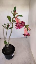 Planta Dobrada 3328 – 35cm – 03 anos - Imagem 7