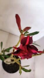 Planta Dobrada 3329 – 35cm – 03 anos - Imagem 4