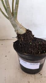 Planta Dobrada 3329 – 35cm – 03 anos - Imagem 7