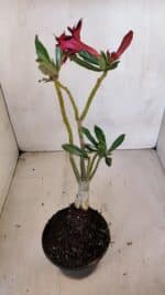 Planta Dobrada 3329 – 35cm – 03 anos - Imagem 6