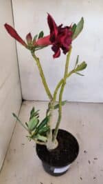 Planta Dobrada 3329 – 35cm – 03 anos - Imagem 5