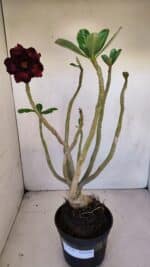 Planta Dobrada 3330 – 40cm – 03 anos - Imagem 2