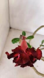 Planta Dobrada 3330 – 40cm – 03 anos - Imagem 4