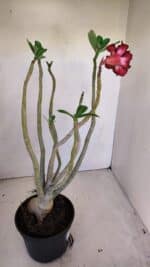 Planta Dobrada 3330 – 40cm – 03 anos - Imagem 6