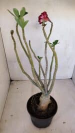 Planta Dobrada 3330 – 40cm – 03 anos - Imagem 5