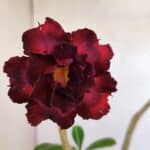 Planta Dobrada 3330 – 40cm – 03 anos