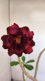 Planta Dobrada 3330 – 40cm – 03 anos